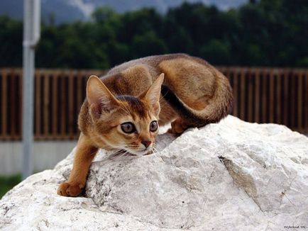 Абисинска котка порода характер, мнения