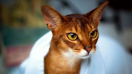Абисинска котка порода характер, мнения
