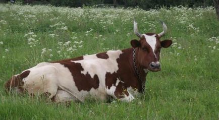 Еършър порода крави снимки, мнения, цена