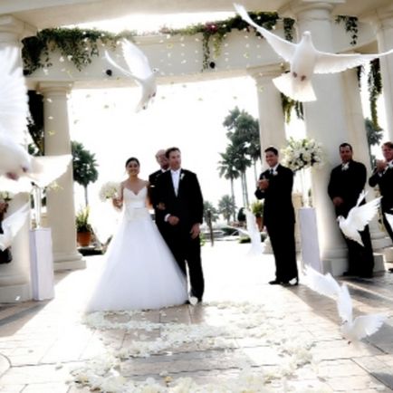 Бели гълъби за сватба популярна традиция, признаците, птиците започват