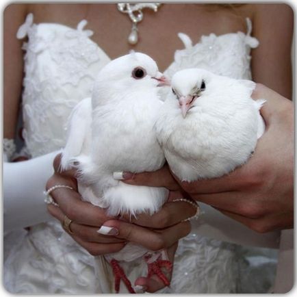 Бели гълъби за сватба популярна традиция, признаците, птиците започват