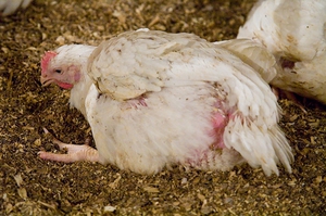 Болести пилета симптоми, превенция и методи за лечение,