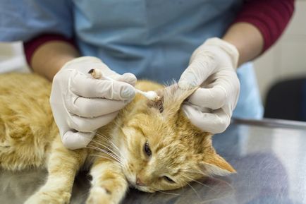 Заболявания на ушите в Котки - Снимка, симптоми и лечение
