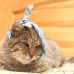 Заболявания на ушите при котки симптоми и лечение на снимки, признаци на заболяване на ухото при котки и котенца, kotizm