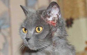 Заболявания на ушите при котки симптоми, знаци, лечение, профилактика и за ветеринарна служба Владимир