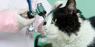 Заболявания на ушите при котки симптоми, знаци, лечение, профилактика и за ветеринарна служба Владимир