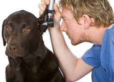 Заболявания на ухото при кучета