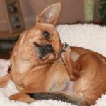 Заболявания на ухото при кучета симптоми и лечение, снимка, знаци, куче къща