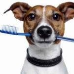 Заболявания на ухото при кучета симптоми и лечение, снимка, знаци, куче къща