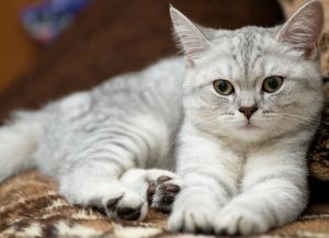 Британска късокосместа порода характер, навици, как да се повиши малко коте и котка