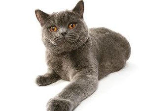 Британска късокосместа порода характер, навици, как да се повиши малко коте и котка