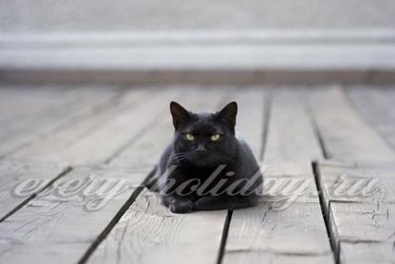 Черна котка признаци