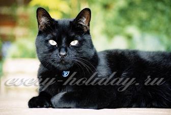 Черна котка признаци
