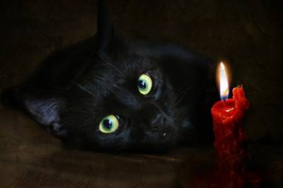 Черна котка знаци и суеверия