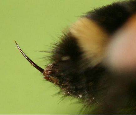 Какво да правите, ако ухапан от пчела, отколкото да обработва и лечение на ухапване, първа помощ, ефектите от снимка