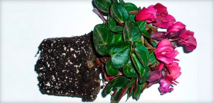 Циклама грижи у дома, отглеждане на цветя, размножаване, разсаждане и поливане (Снимка)