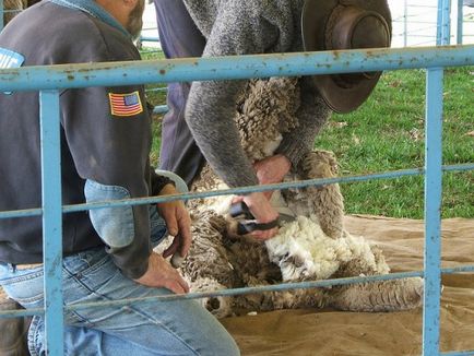 Подстригване овце как да се намали и какъв инструмент