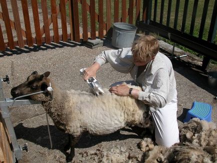 Подстригване овце как да се намали и какъв инструмент