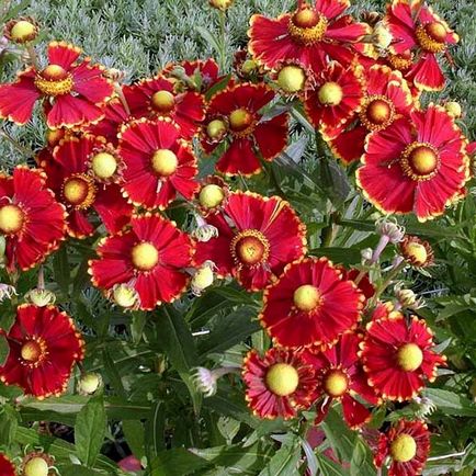 Цветя снимка Helenium, засяване и грижи за отглеждане от семена