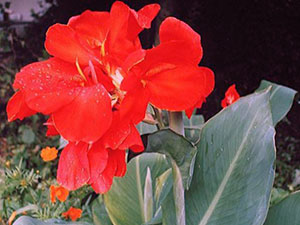 Цветя в Кан - засаждане и грижи, расте кана снимка; как да се съхранява кана зимата; канна дома