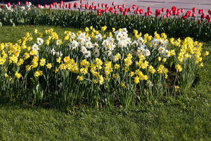 Цветя нарцис Фото сортове, засаждане и грижи за нарциси през пролетта в открито поле