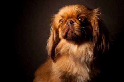 Миниатюрни породи кучета снимка с имена