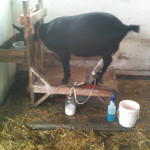 Доилен апарат за кози у дома със собствените си ръце