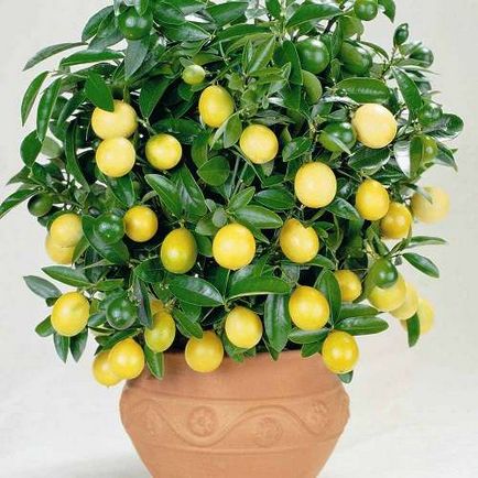Домашна лимон - украса за вашия дом