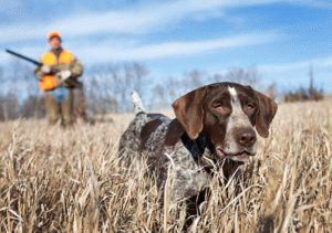 ловни кучета обучение