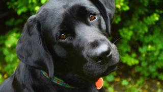 плацебо ефект при животните, как да контролират съзнанието на кучето си - BBC руската служба