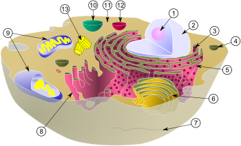 Евкариотни клетки - един