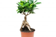 Ficus Ginseng грижи у дома, снимка (Ginseng) Ficus Ginseng грижи в дома, снимки
