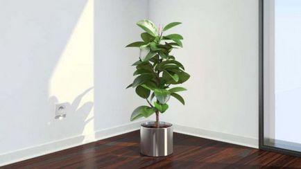 Ficus Еластика формиране на короната, как да се намали и оформянето на короната правилно, правилата