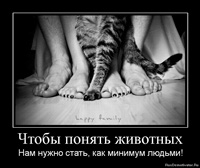 Фил къщи за котки (котки) Фил къщи за котки