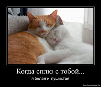 Фил къщи за котки (котки) Фил къщи за котки