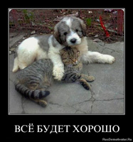 Фил къщи за котки (котки) Фил къщи за котки