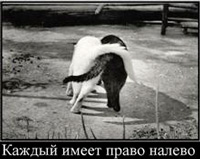 Фил къщи за котки (котки) Фил къщи за котки
