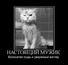 Фил къщи за котки (котки) Фил къщи за котки