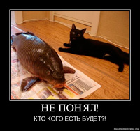 Фил къщи за котки (котки) Фил къщи за котки