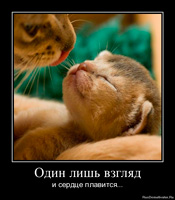 Фил къщи за котки (котки) Фил къщи за котки