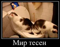 Фил къщи за котки (котки) Фил къщи за котки