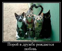 Фил къщи за котки (котки) Фил къщи за котки