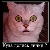 Фил къщи за котки (котки) Фил къщи за котки