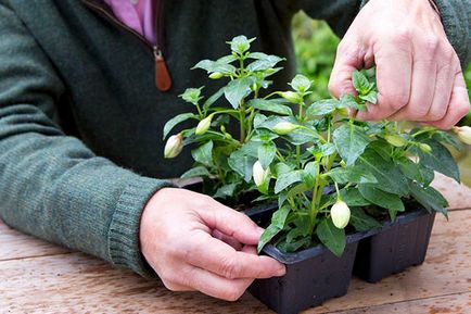 Fuchsia - отглеждане и грижа в дома и градината, размножаване, снимка, видео