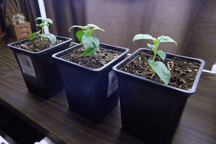 Fuchsia - отглеждане и грижа в дома и градината, размножаване, снимка, видео
