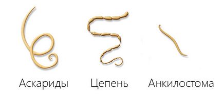 Worms при котки и котки видове (с имена), симптоми и лечение