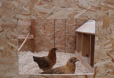 Гнезда за кокошки носачки с техните ръце снимка, размер полезни съвети