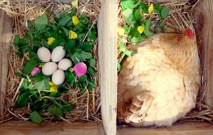 Гнезда за кокошки носачки с техните ръце снимка, размер полезни съвети