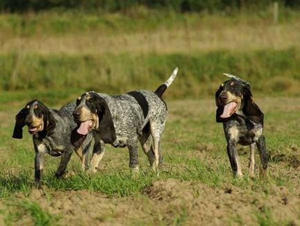 Blue Гаскония Hound