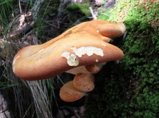 Ганодерма гъби (лат Polyporus)